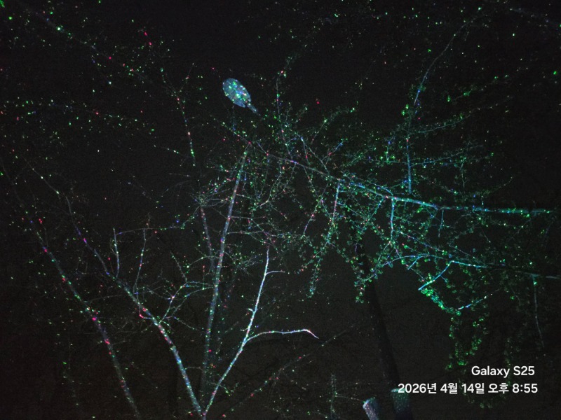 우리동네 은행나무길ㅎ