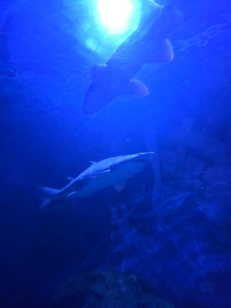 아쿠아리움 투어..