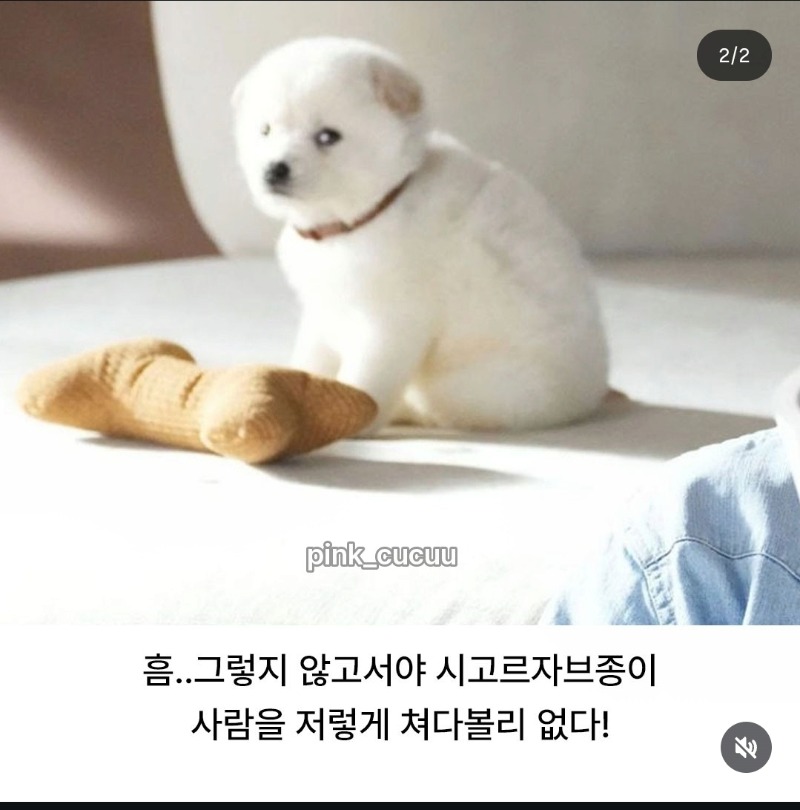 박보검이 사료 훔쳐간거 아니냐고..