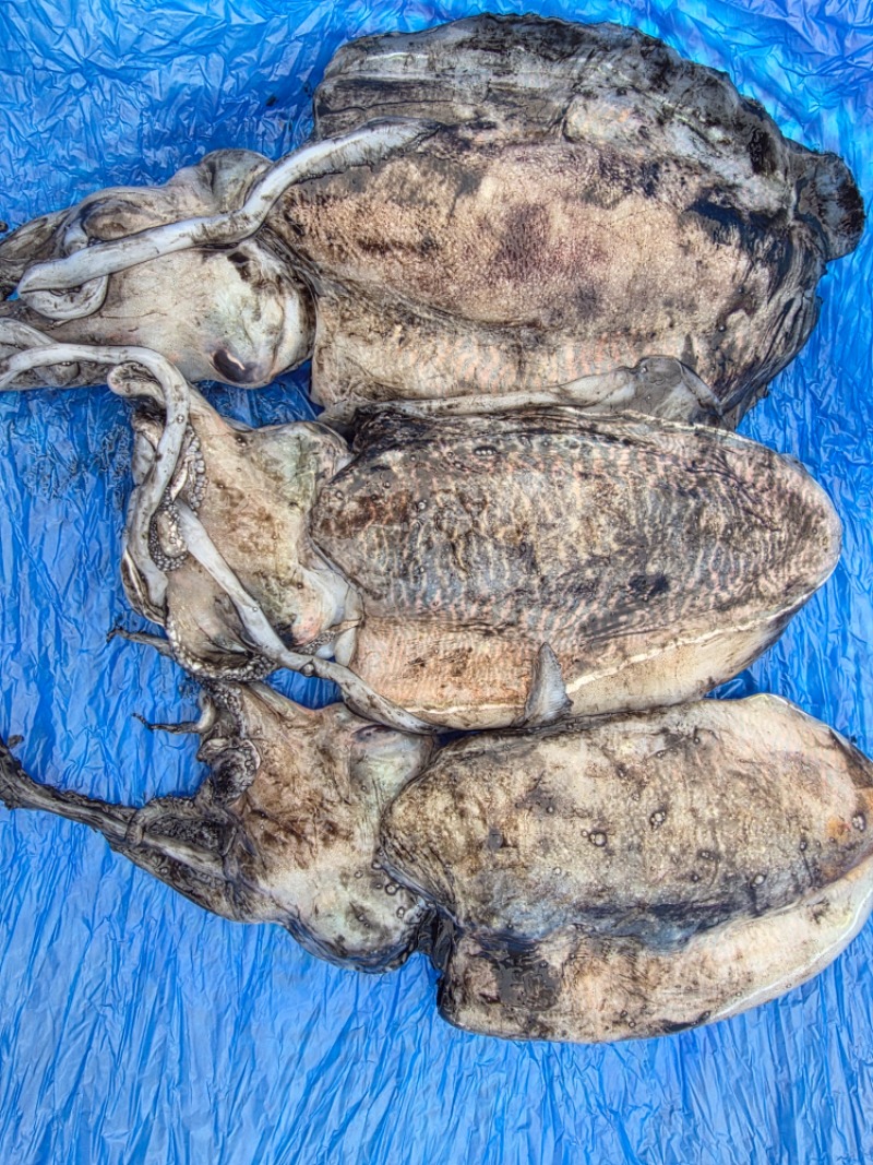 언니가 공수해서 보내준  병어와갑오지어 오늘 저녁은 너로 정했다