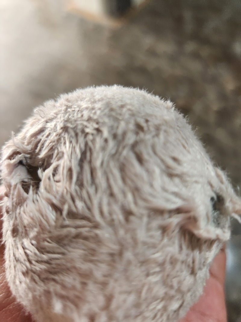 달아 형이 미안해~지켜주지 못했어