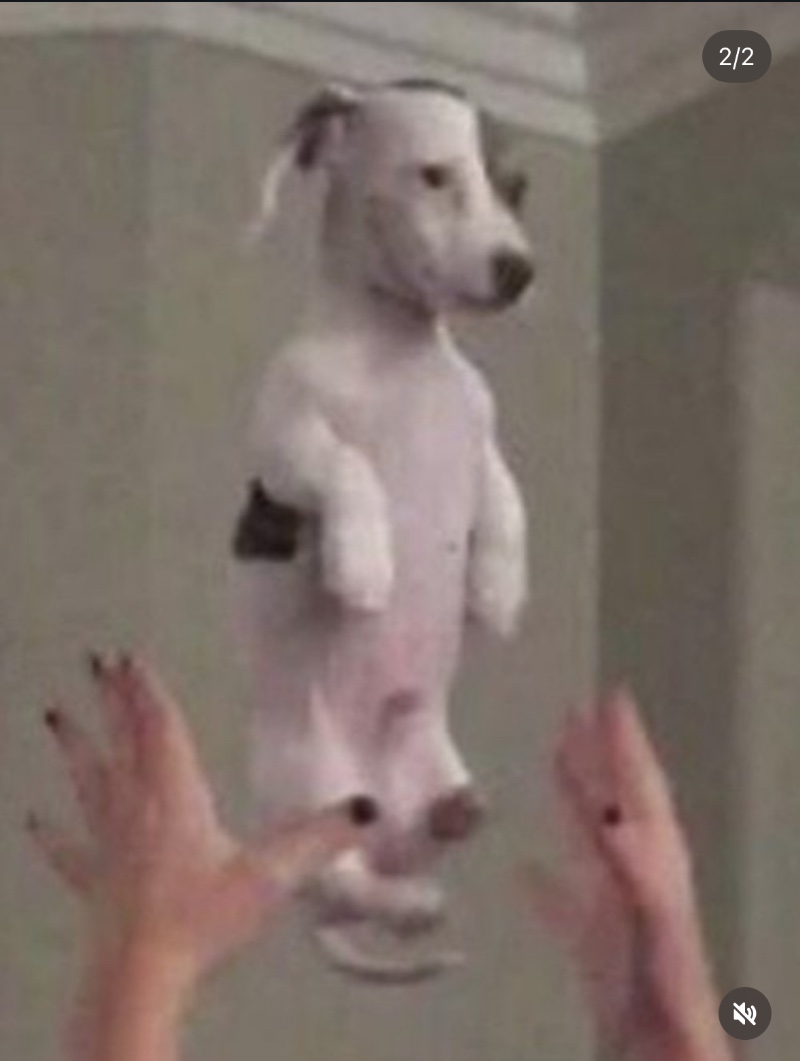 이쁨받는것도지겨운강쥐