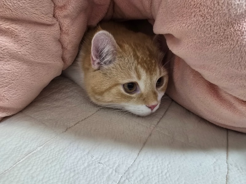 울지양이소개합니다ㅋㅋ