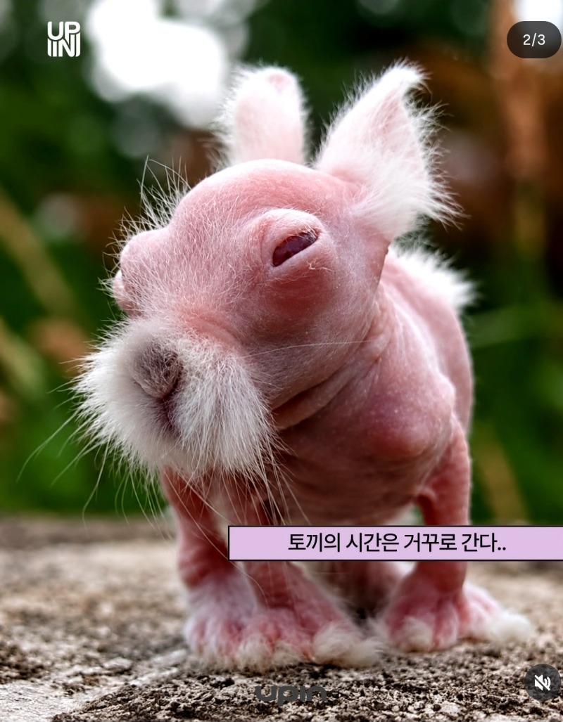 우리토끼 신생아시절