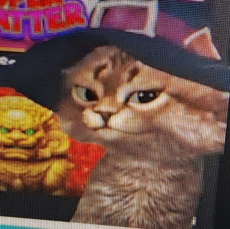 양이 두가지 모습~~ 양이 두가지 모습~~