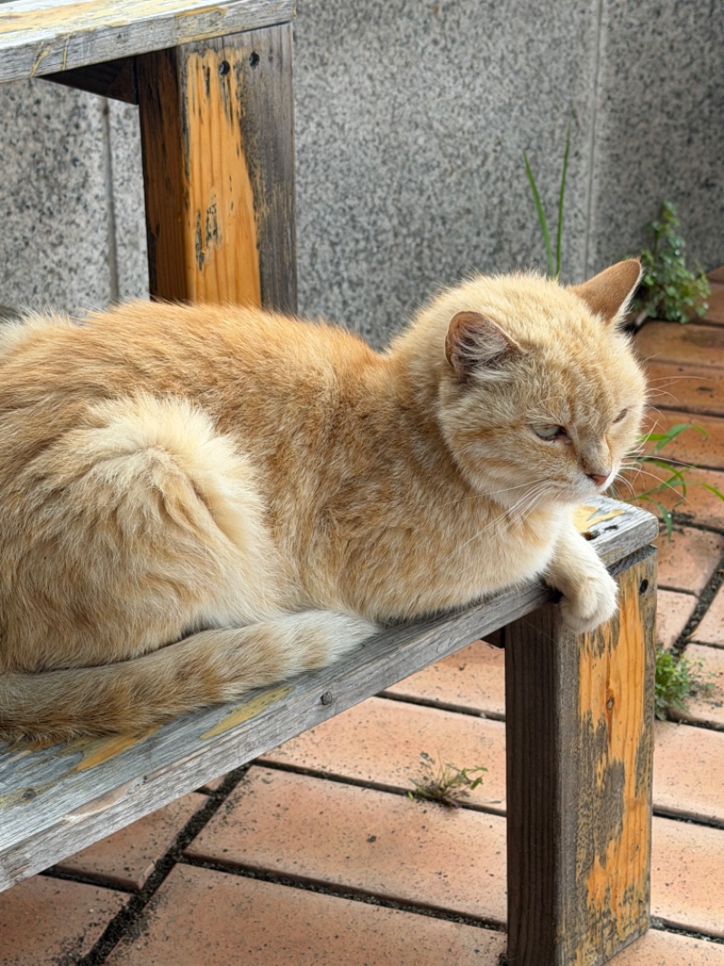 귀여운 냥이 ㅠㅠㅠ