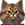 level-고양이.png
